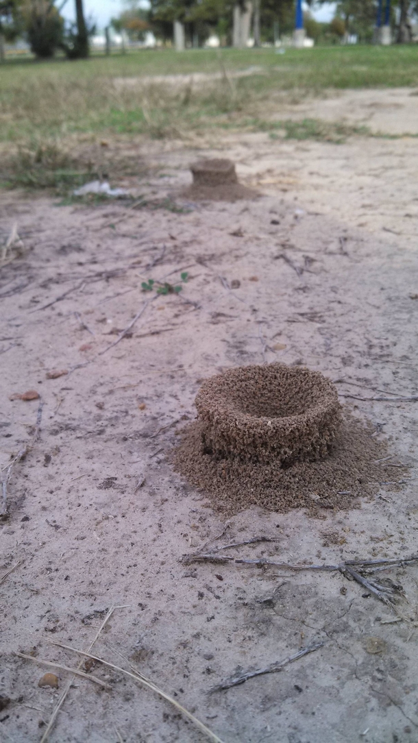 What is this A coliseum for ants