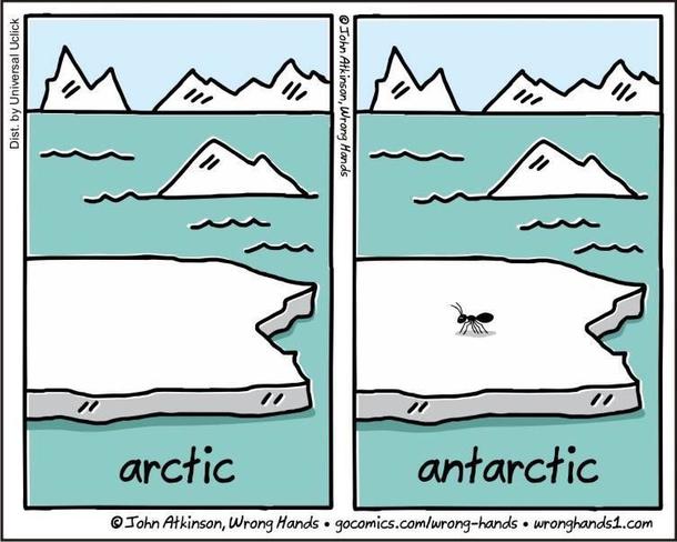 What is this an arctic for ants