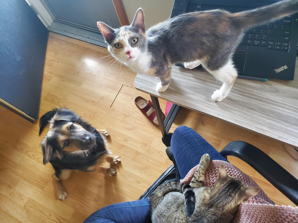 What its like working from home