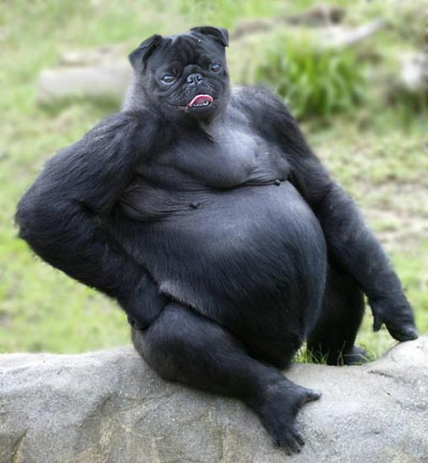 what kind of animal is this