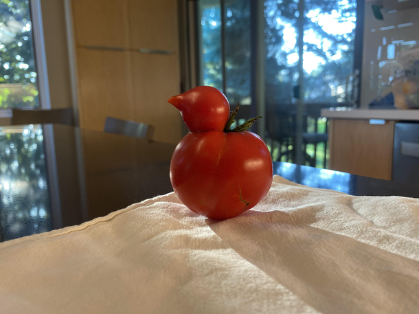 What kind of bird is this