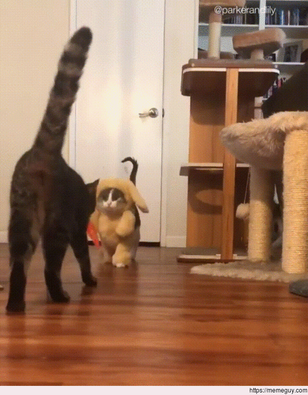 What kind of bunny is this