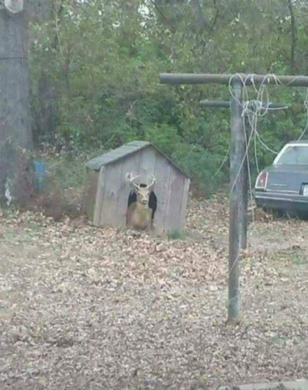 What kind of dog it this