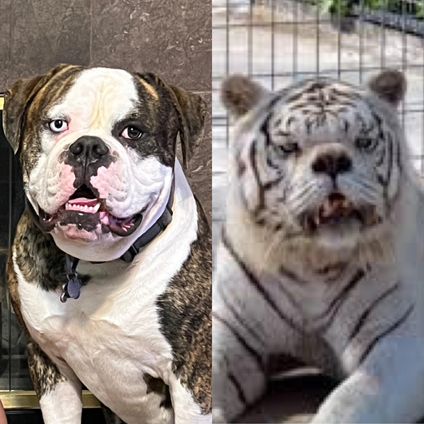 What my brother says my dog looks like