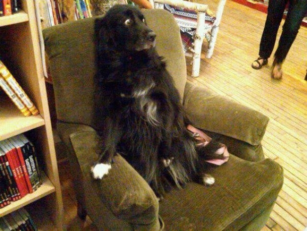 What my dog looks like whenever I vacuum