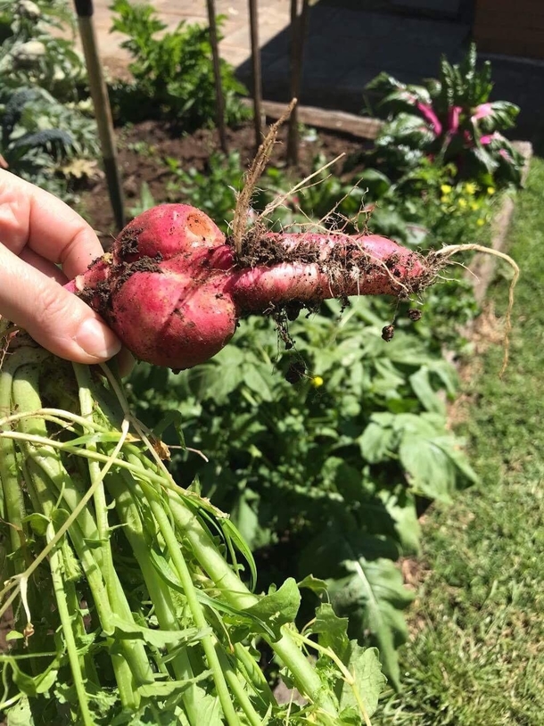 What my mum pulled out of our garden today