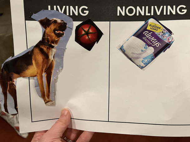 What my  year old carefully cut out of a magazine to show the difference between living and non-living things