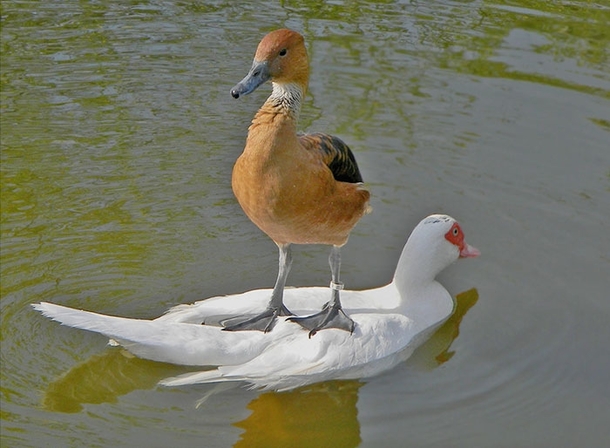 What No Im not going to get my feet wet Duck you Walter