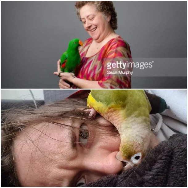 What people think having a parrot is like vs what its actually like