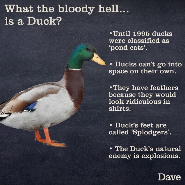 What the bloody hell is a duck