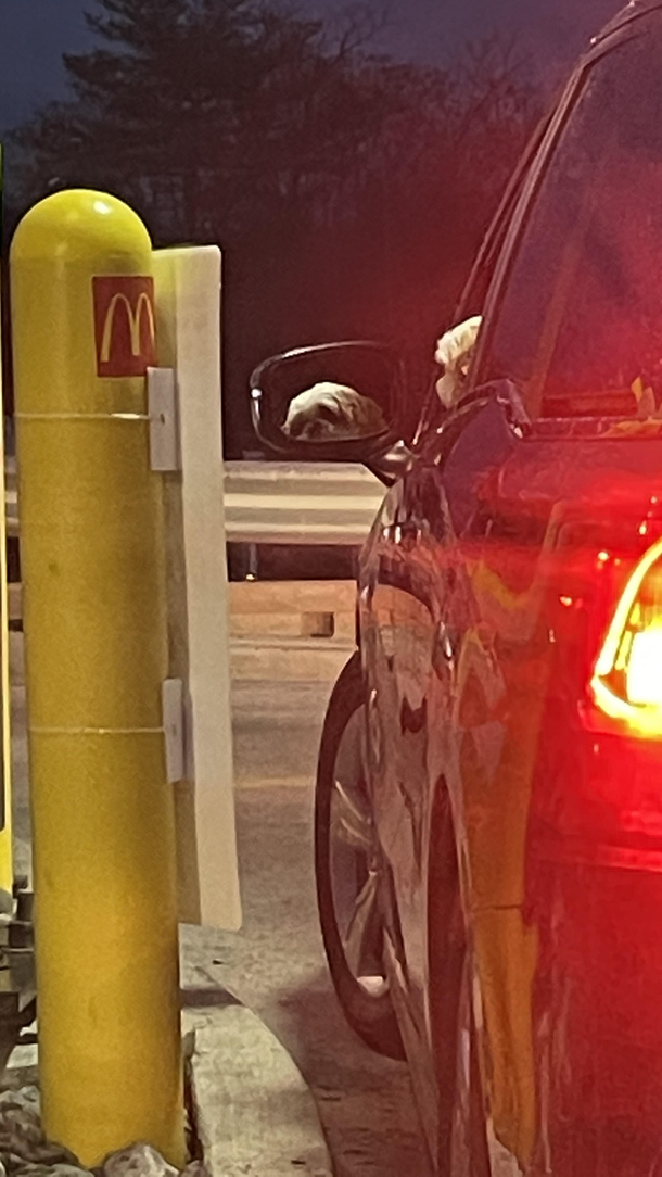 What the dog doing