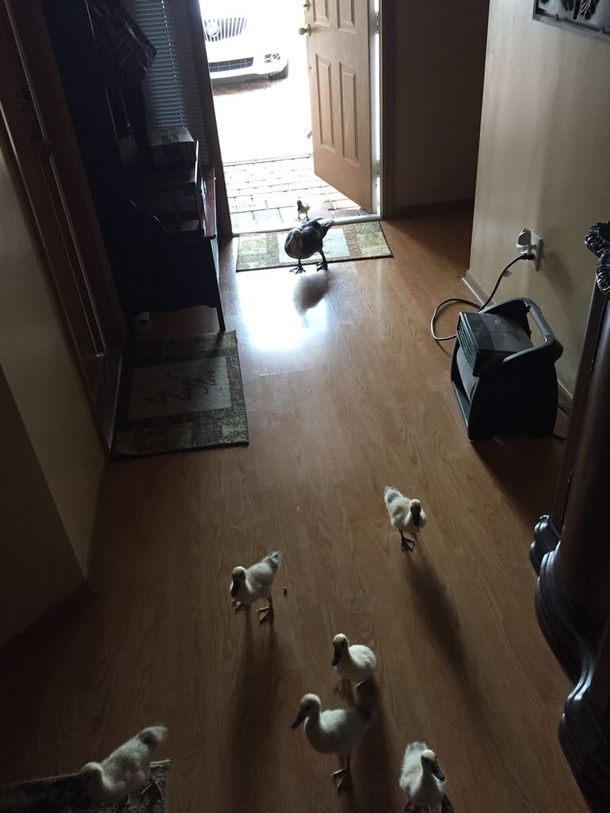 What the ducks They honestly just let themselves in