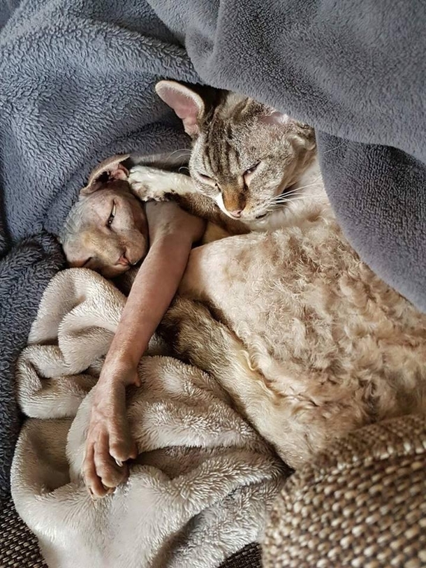 WHAT THE HELL IS oh just a cat
