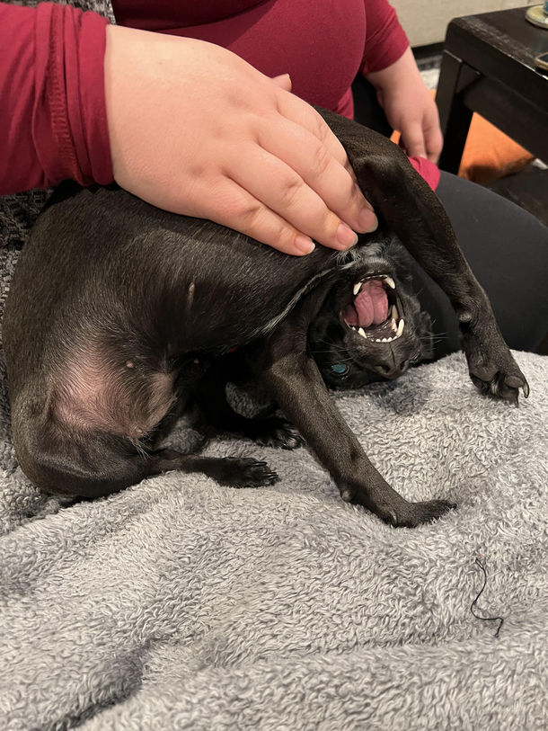 What the hell is wrong with my dog