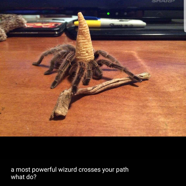 What would you do