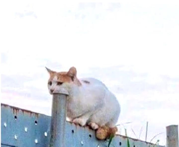 Whatcha doing there cat
