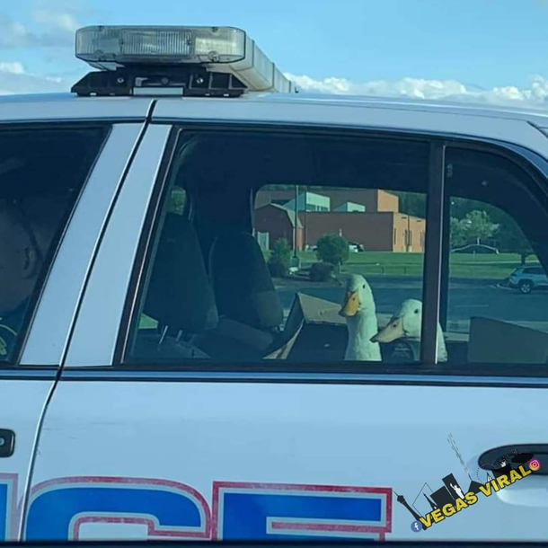 Whatd they do They must be on quack