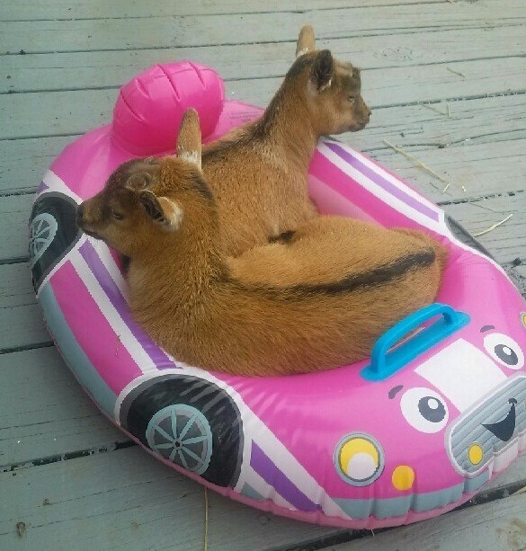 Whatever floats your goats
