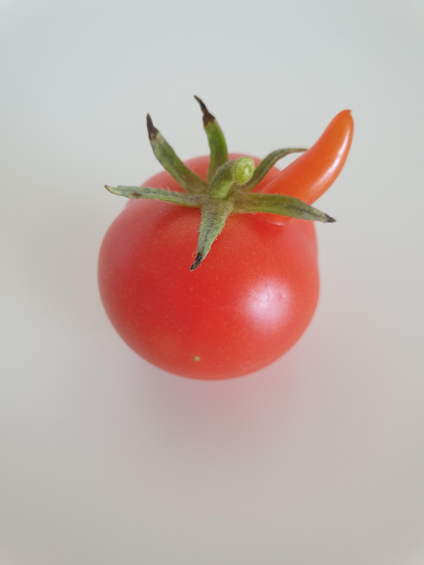 Whats going on with my homegrown tomato or is it just happy too see me