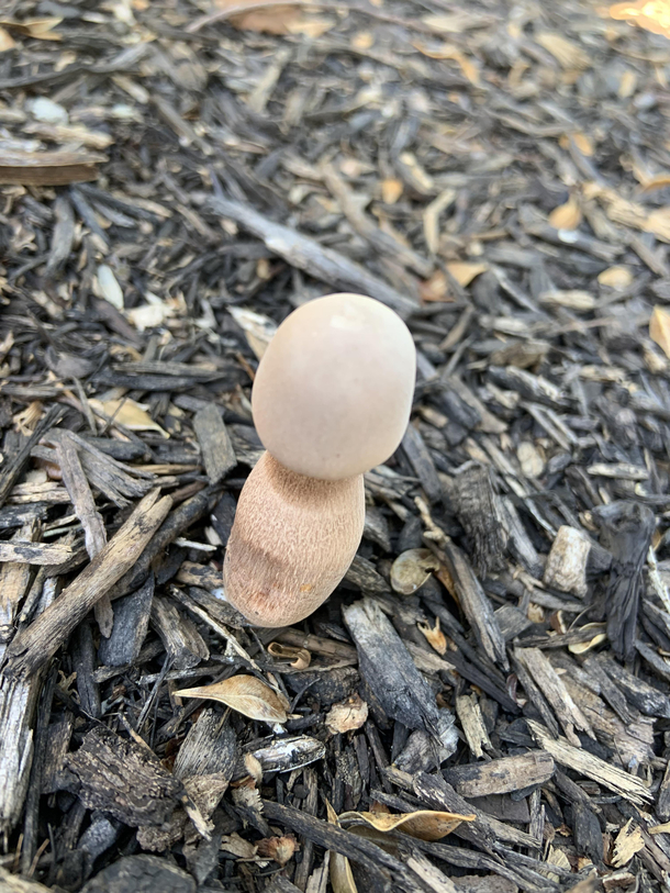 Whats my wife growing