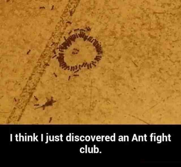 Whats the first rule of fight club