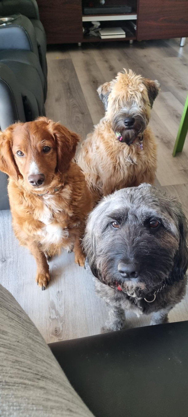 Whats their band name and who plays what Friends of ours dog sat for us and our Wheaton Terrier emo dog in the back formed a squad They sent us this awesome pic which looks like a album cover to me