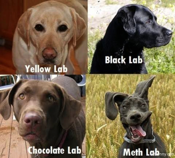 Whats you favorite Labrador