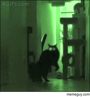 Whats your cat doing in the dark
