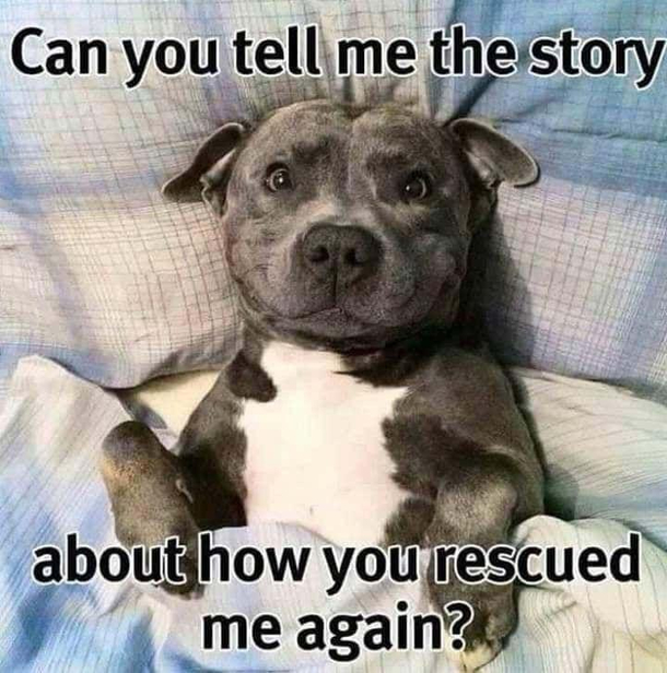Whats your rescue story 
