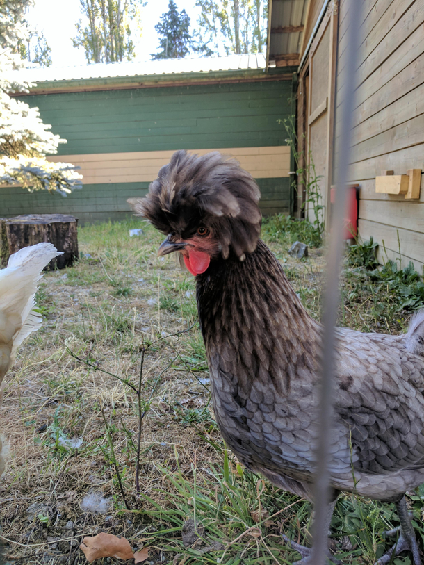 When a chicken has a better hairline than you