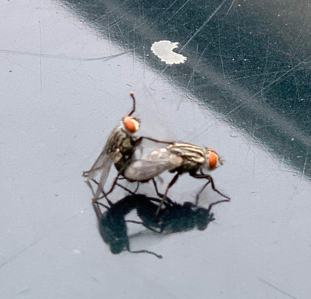 When A Fly Knows Hes Having His Best Day
