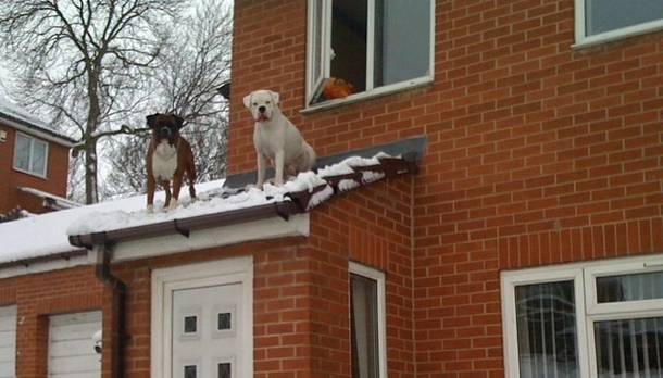 When a man came running down the street to tell us our dogs were on the roof we thought he was joking He wasnt