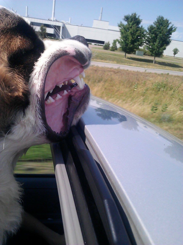 When a Saint Bernard sticks his head out of the sun roof