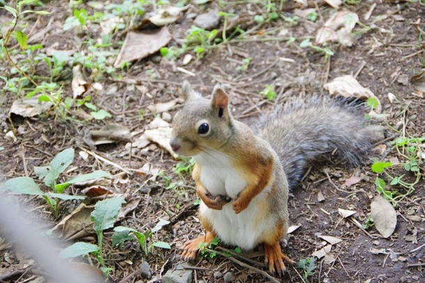 When a squirrel got better cleavage than you