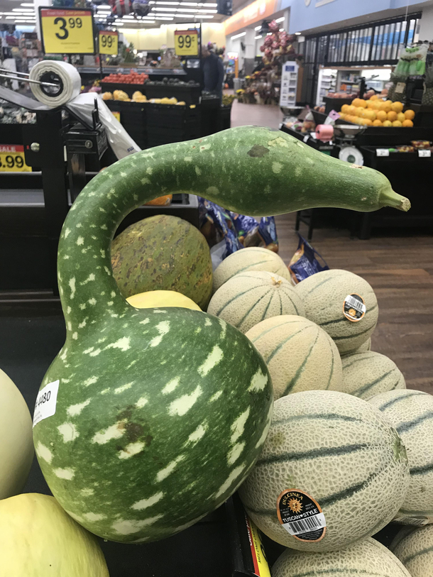 When a swan cheats on its mate with a melon