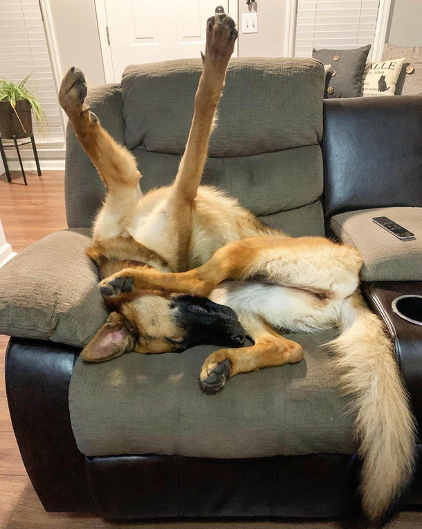 When assembling your dog kit be sure to follow the instructions to avoid disasters like this
