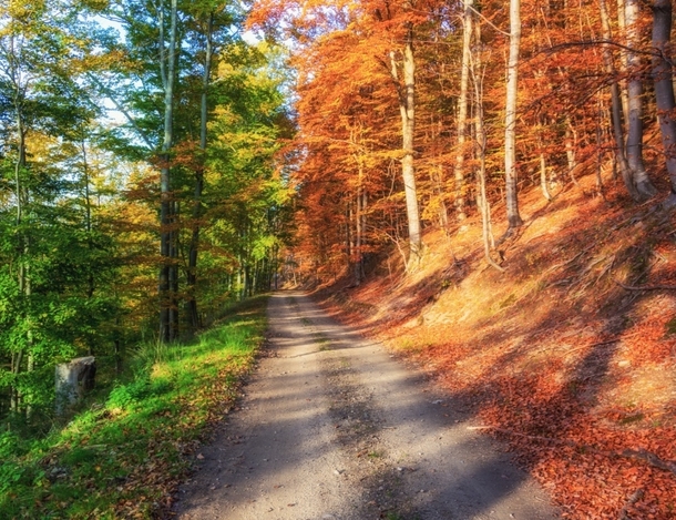 When autumn is only at  downloaded for your forest