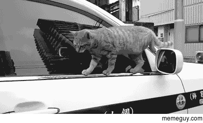 When cats cant accomplish something they just pretend they were about to do a different thing