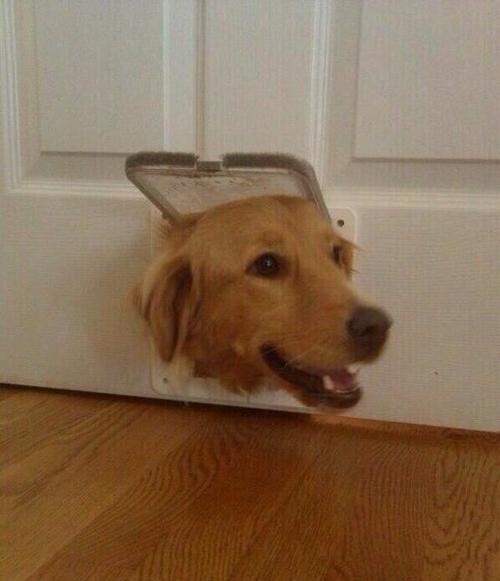 When did you shrink the door
