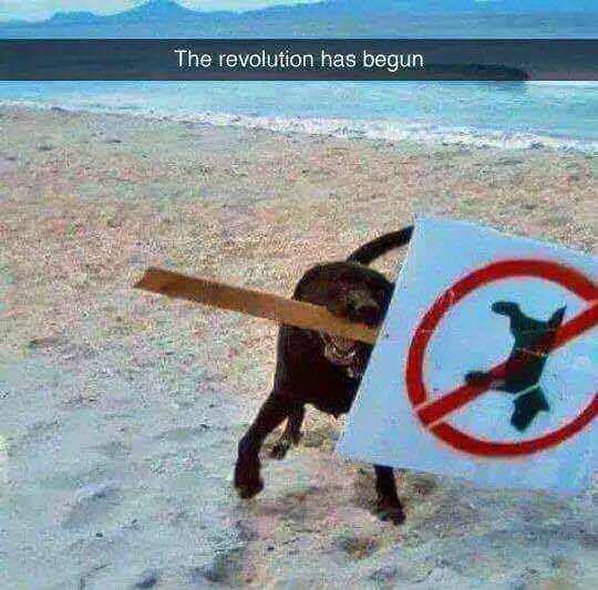 When dogs decide enough is enough