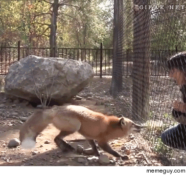 When encountering novel stimuli foxes compulsively jump into the air at least  times 