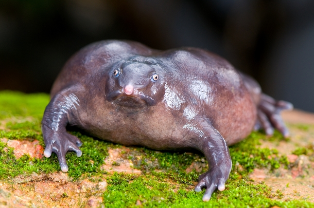 When evolution says fuck you