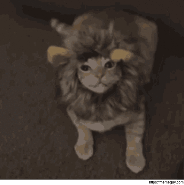 When house lions attack