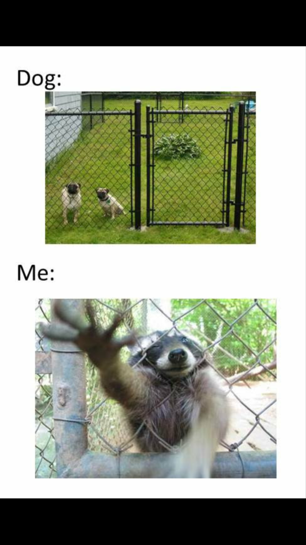 When I see a dog