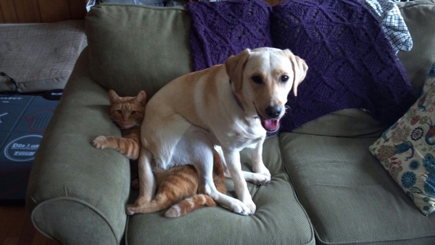 When my dog decided to sit on my cat