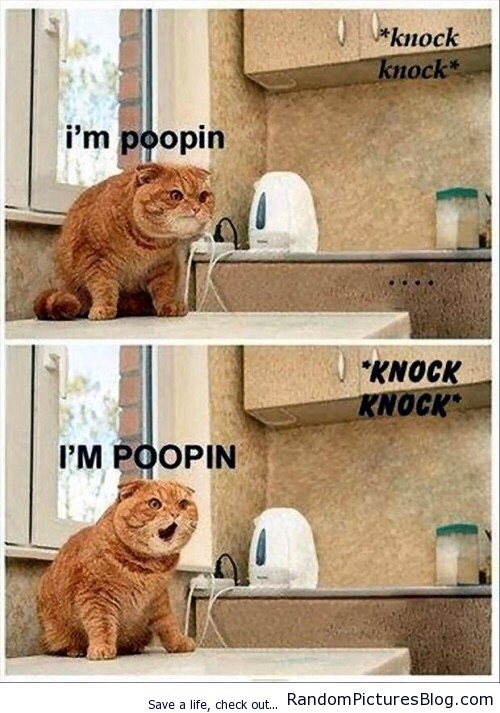 Image result for knocking door meme