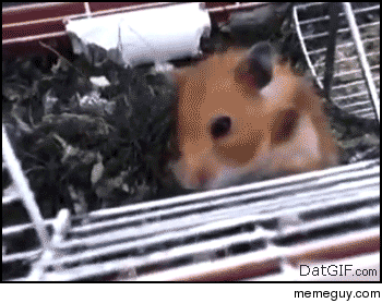 When one gazes long into the maw of the hamster the hamsters maw gazes also