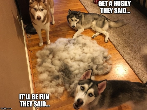 When people tell me they wish they had a pack of Huskies like me