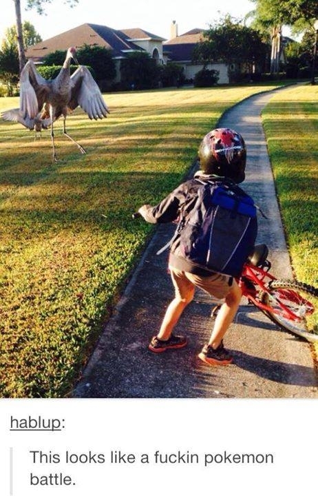 When Pokmon is life