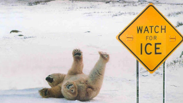 When polar bears wish they knew how to read